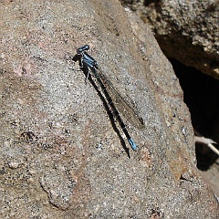 agria vivida - vivid dancer damselfly agria vivida